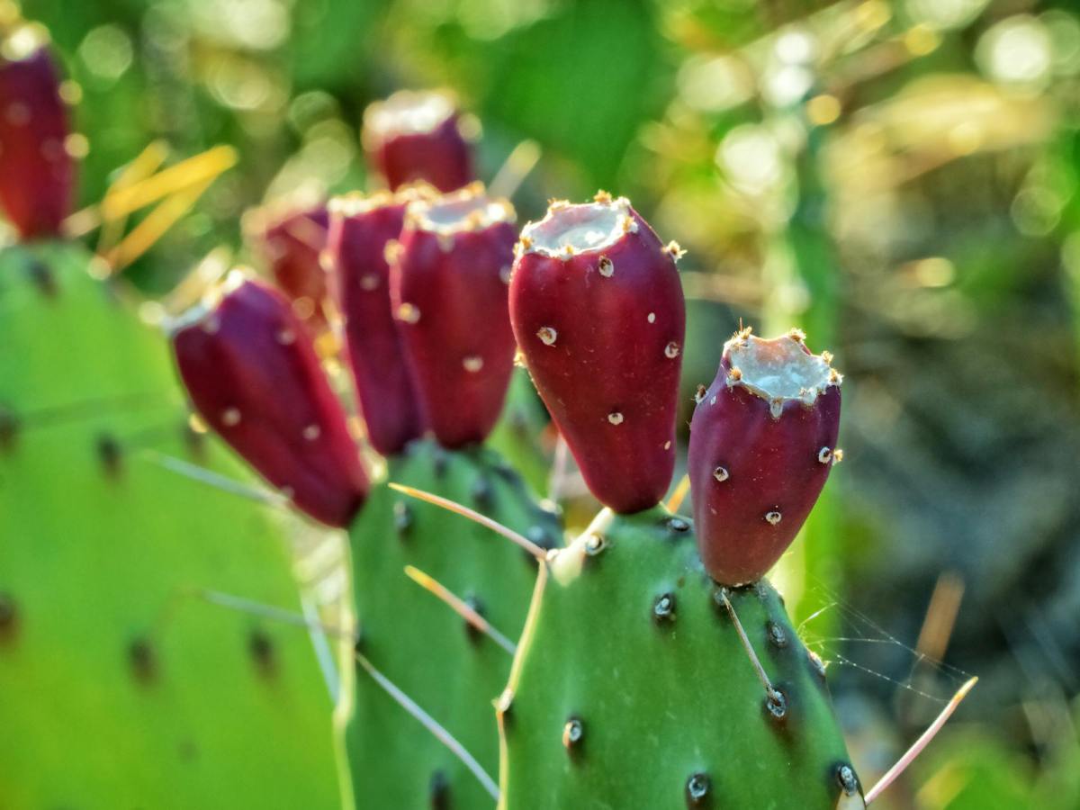 How to Eat Prickly Pear: A Guide to Enjoying This Unique Fruit